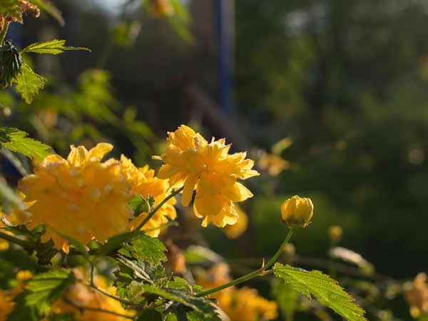COLŢ DE MUNTE exterior