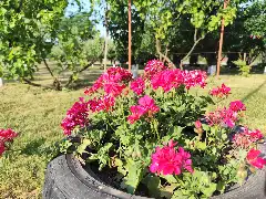 exterior la FLOWERS în Sadoveni - imagine 5