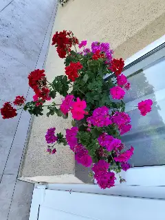 exterior la FLOWERS în Sadoveni - imagine 3