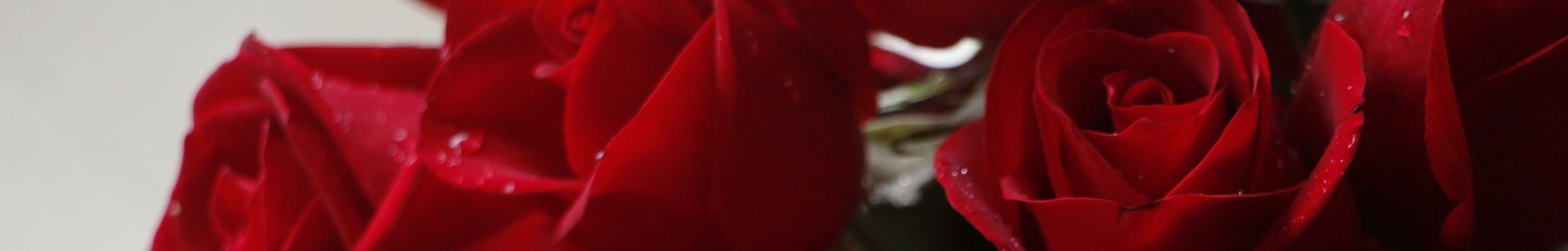 RED ROSE - galerie