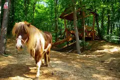 STEJARUL exterior